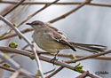 Mimus polyglottos